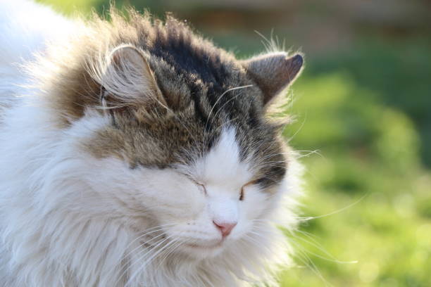 istock portrait close-up cat photo background 1765198525
