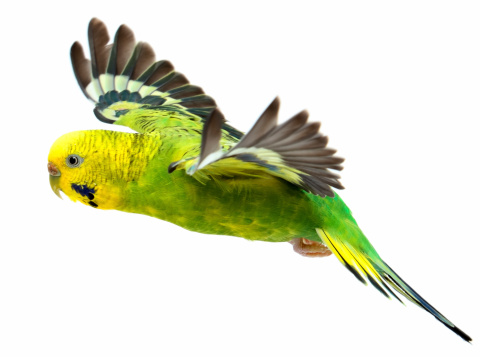 Budgerigar