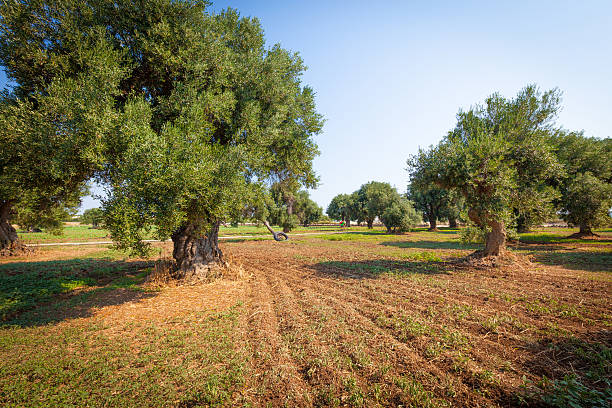 ancient olive trees on a cultivated field in the Italian countryside