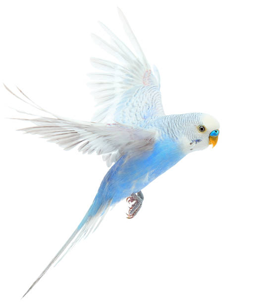 19,800개 이상의 사랑새 스톡 사진, 그림 및 Royalty-Free 이미지 - iStock