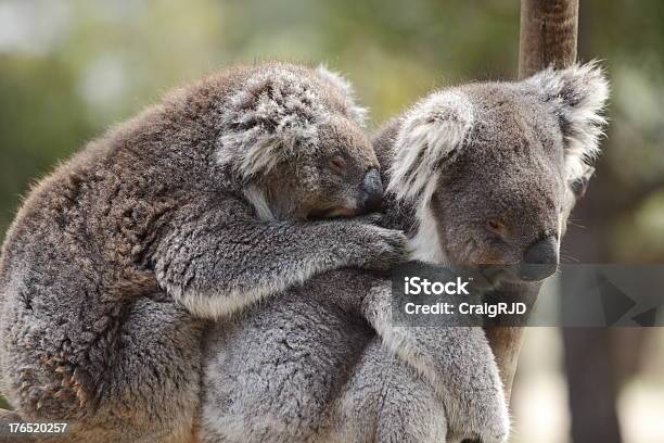 Foto de Coala e mais fotos de stock de Animal - Animal, Animal selvagem, Austrália