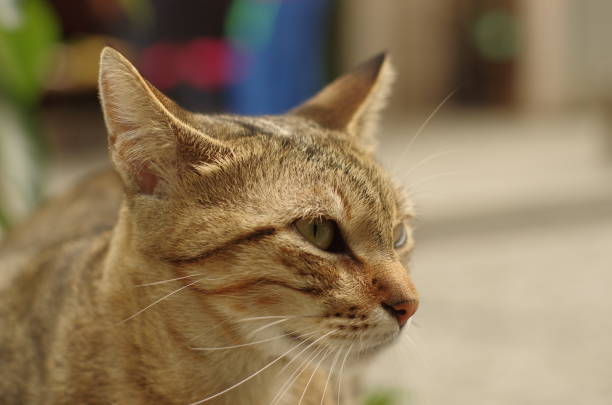 portrait close-up cat photo background