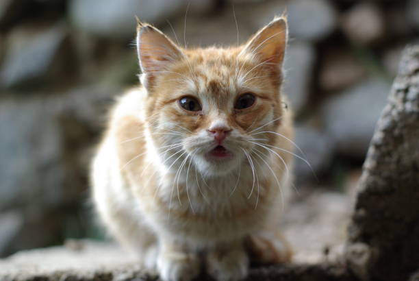 istock portrait close-up cat photo background 1765203635