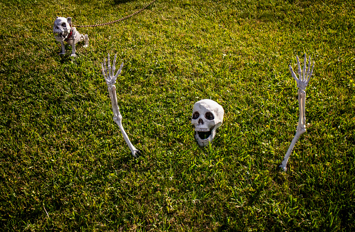 Skeleton of a man with a skeleton of a dog with head and arms sticking up out of the grass