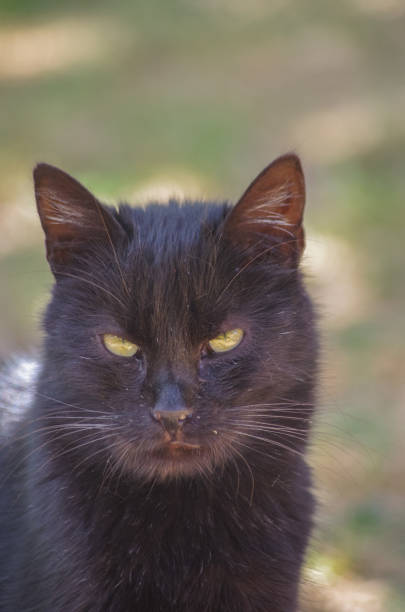 istock portrait close-up cat photo background 1765205124