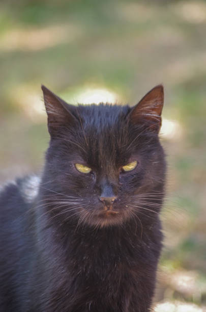 istock portrait close-up cat photo background 1765206216