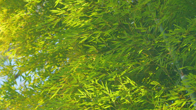 Bamboo Leafs With Blue Sky Background. Bamboo Leaves With Clear Blue Sky Background And Sun Light. Still.