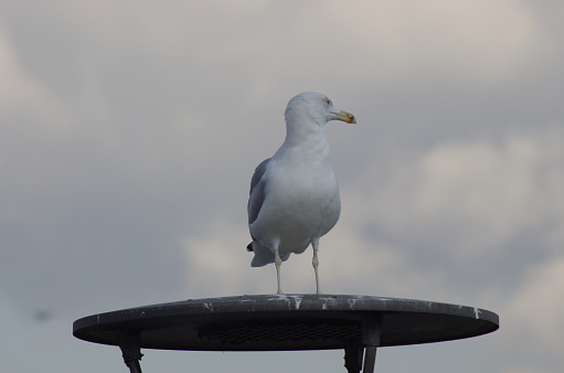 various seagull photos