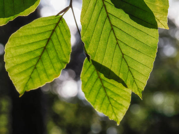 istock leaf against a bright sky, structure and structure, macro photography, Poland 1765211949