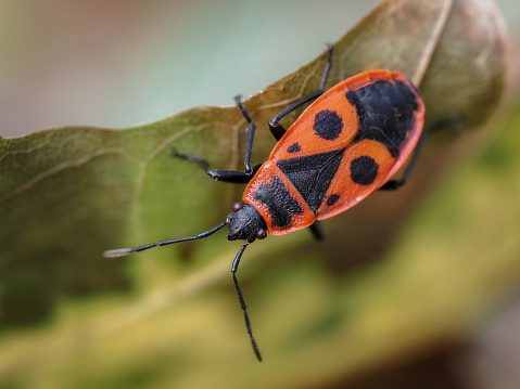 Wingless blacksmith, two-spotted blacksmith Pyrrhocoris apterus, commonly called - a species of bug from the family Pyrrhocoridae, common in Poland