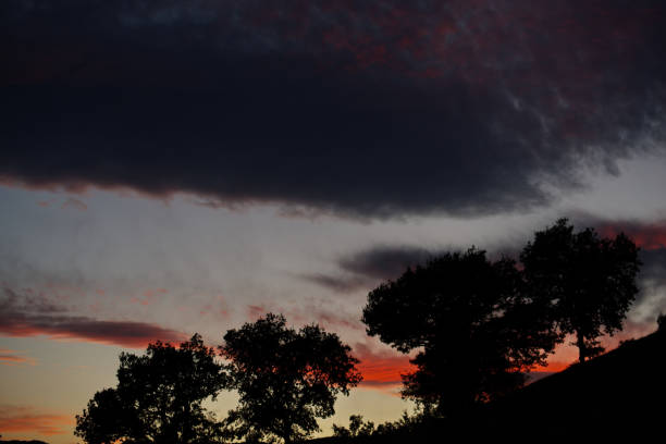Profile view of trees against sunset sky
