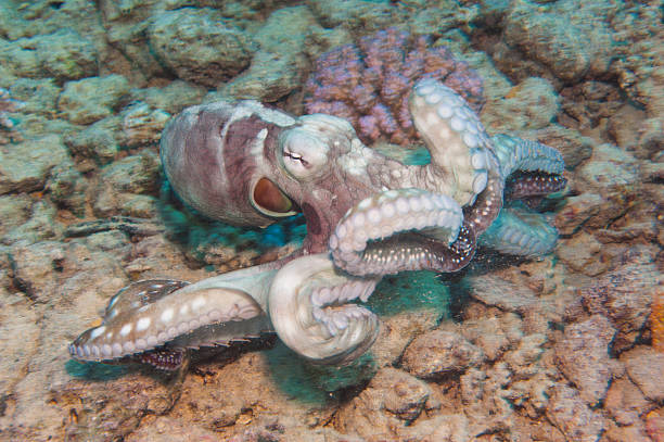 polvo em um recife de coral - day octopus imagens e fotografias de stock
