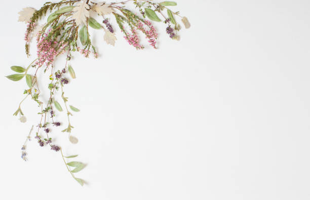 istock dried flowers on white background 1765225956