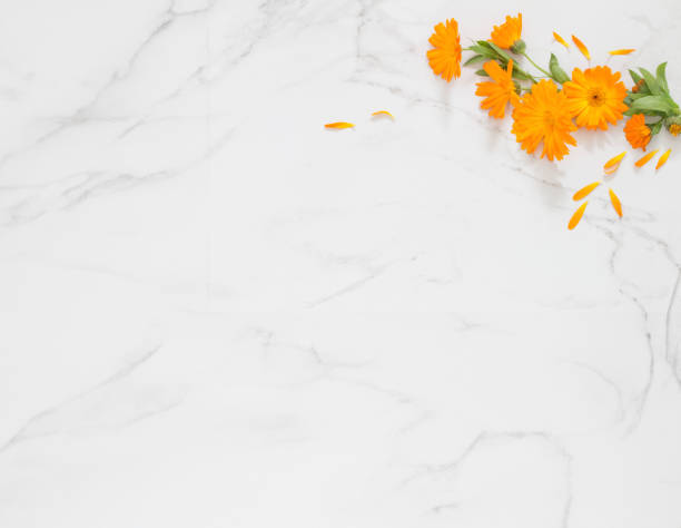 istock orange marigold flowers on white marble background 1765225976