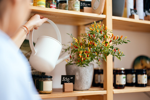Unrecognizable woman holding a small watering can and watering the chili plant on the shelf. There are other products in various jars.