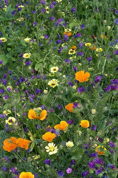 Mixed flowers in an oranic garden for medical purposes.