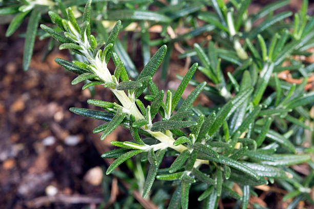 Cultivado Alecrim - fotografia de stock