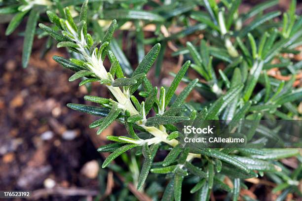 Cultivado Alecrim - Fotografias de stock e mais imagens de Agricultura - Agricultura, Alecrim, Ao Ar Livre