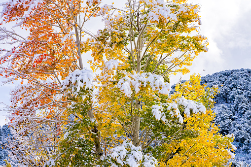 Fresh Snow Landscape During Autumn