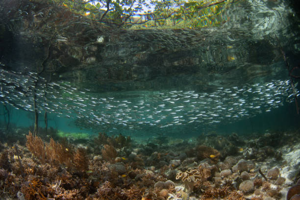 istock Schooling Silversides in Raja Ampat Mangrove Forest 1765235497