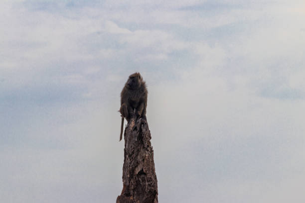 Olive baboon (Papio anubis), also called the Anubis baboon, sitting on a dried tree in Serengeti National Park in Tanzania
