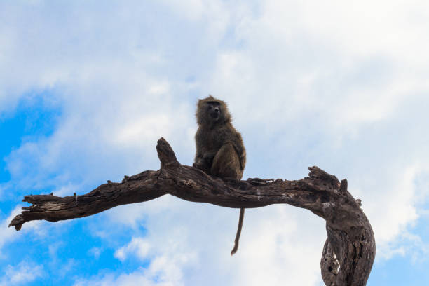 istock Olive baboon (Papio anubis), also called the Anubis baboon, sitting on a dried tree in Serengeti National Park in Tanzania 1765237871