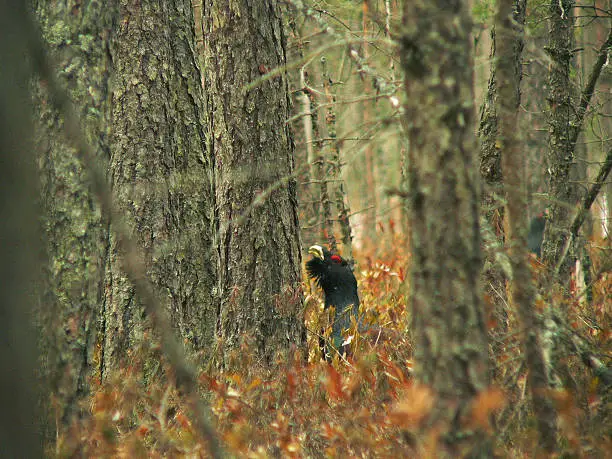 Western Capercaillie in the forest.