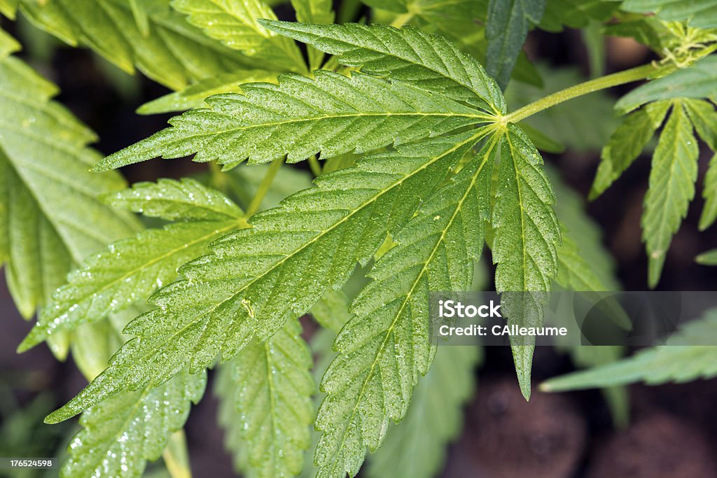 Blätter der Cannabis - Lizenzfrei Blatt - Pflanzenbestandteile Stock-Foto