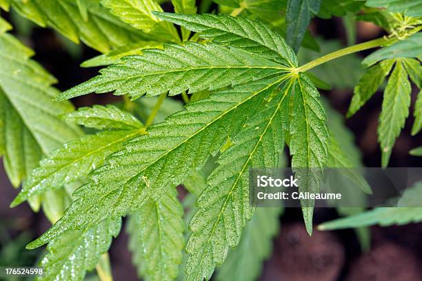 Blätter Der Cannabis Stockfoto und mehr Bilder von Blatt - Pflanzenbestandteile - Blatt - Pflanzenbestandteile, Blattgemüse, Blumenbeet