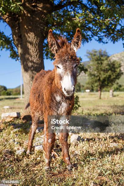 Esel Stockfoto und mehr Bilder von Agrarbetrieb - Agrarbetrieb, Braun, Domestizierte Tiere