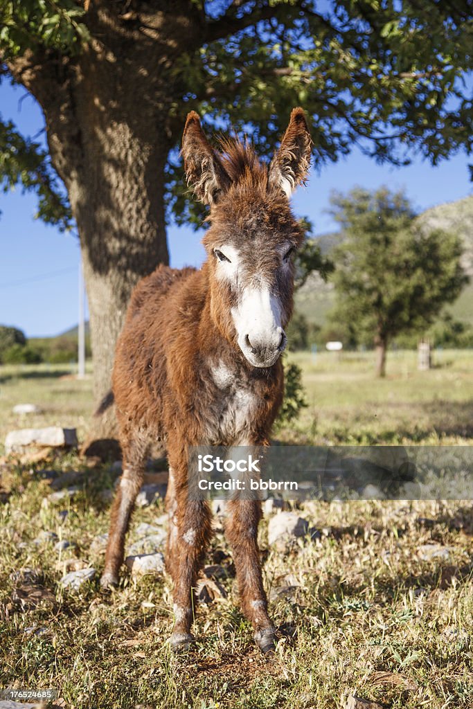 Burro - Foto de stock de Aire libre libre de derechos