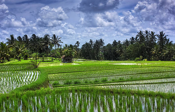 istock The beauty of Indonesia 176524701