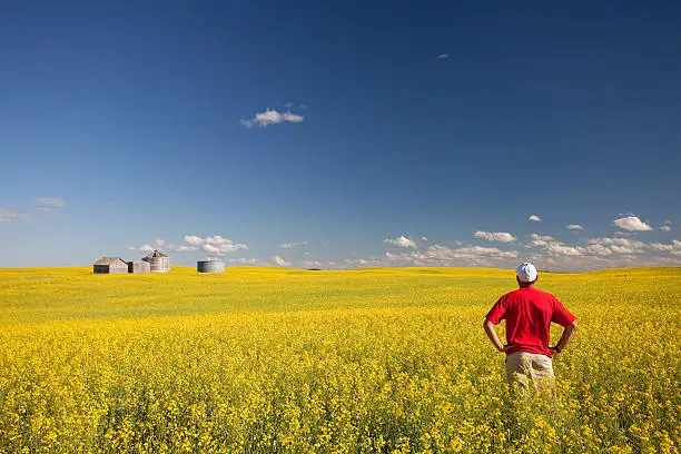 A farmer checking out his canola crop. Middle aged Caucasian farmer standing in yellow ripe rapeseed field. Rolling field in southern Saskatchewan, Canada in remote, rural region. Image has agricultural theme. Additional topics include: farming, growing, examining, agricultural, canola oil, rapeseed oil, occupation, farm life, rural life, contentment, blue collar, crop, plains, field, and lifestyle. 