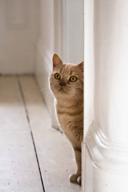istock Funny ginger british shorthair cat peeks from behind the wall 1765252152