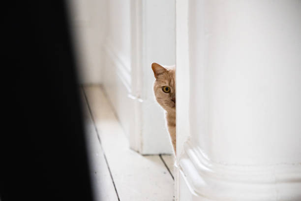 istock Funny ginger british shorthair cat peeks from behind the wall 1765252153