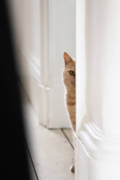 istock Funny ginger british shorthair cat peeks from behind the wall 1765252154