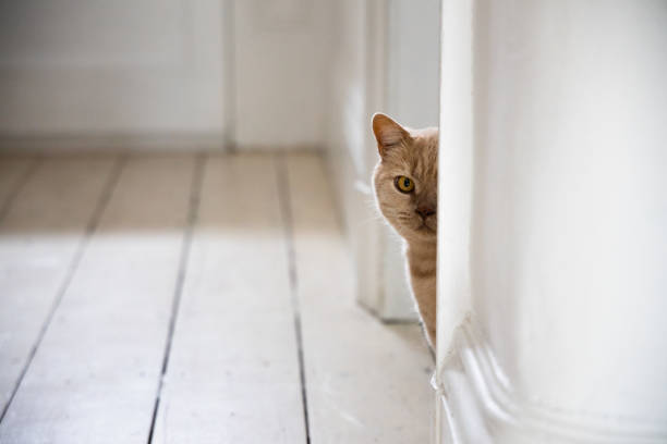istock Funny ginger british shorthair cat peeks from behind the wall 1765252697