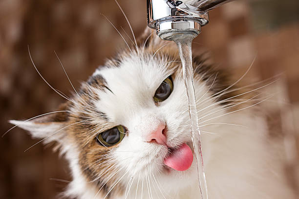 cat cat drinking water in bathroom cat water stock pictures, royalty-free photos & images