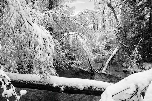 Black and white of heavy snow fall in a forest