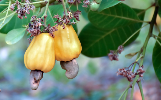 Ripe and raw yellow cashew apple fruits on branches in cashew apple garden, soft and selective focus.