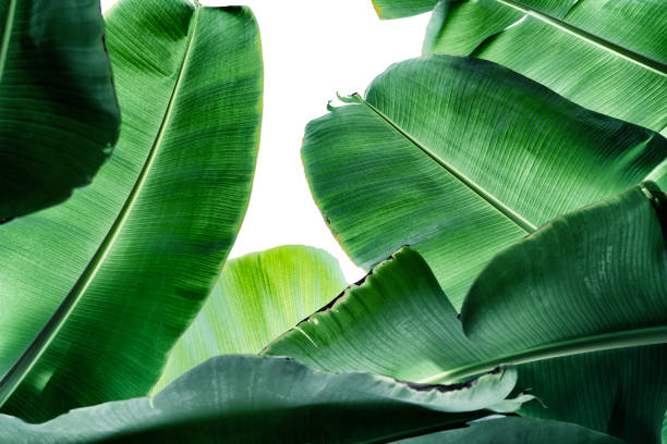 istock tropical banana leaf, green nature background 1765258620