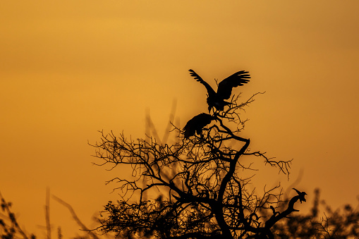Two Hooded vulture perching on a tree at sunset in Kruger National park, South Africa ; Specie family Necrosyrtes monachus of Accipitridae