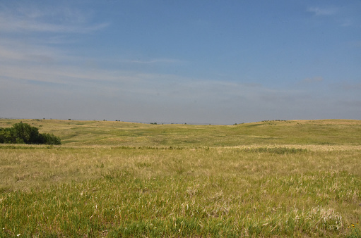 Scenic prairie views with wild grasses growing on the plains in the summer.