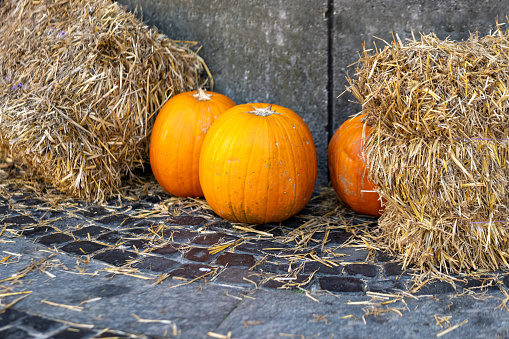 pumpkins and hay bales on a footpath at halloween