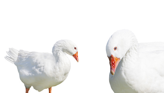 white geese isolated on white background, fluff, soft