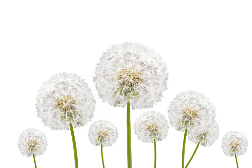 dandelions isolated on white background, fluff, soft