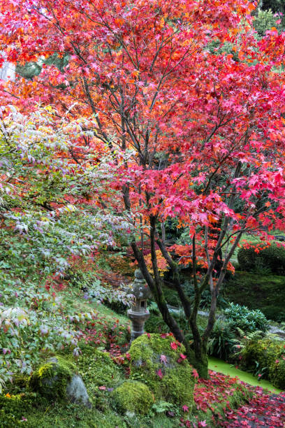 istock Red maple leaves and greenery in a garden in autumn 1765263136