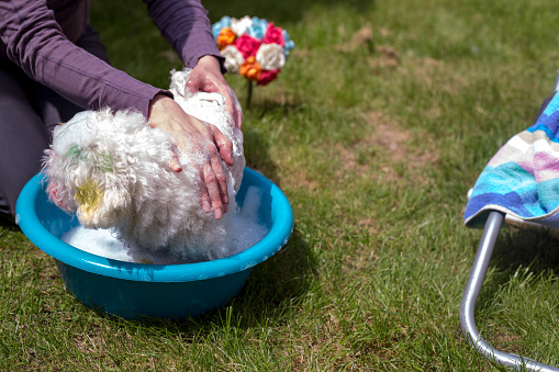 Bath time for a bichon Frise Dog