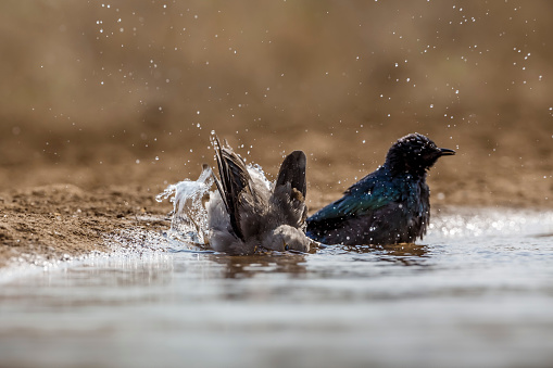 Wattled Starling and cape glossy starling bathing in waterhole in Kruger National park, South Africa ; Specie Creatophora cinerea family of Sturnidae