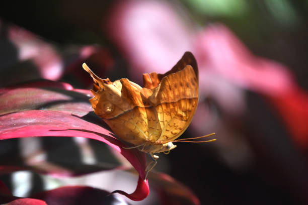 Beautiful orange cruiser butterfly in a tropical garden in the summer.